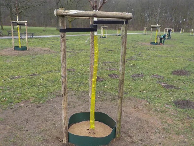 Frisch gepflanzte Obstbäume auf einer Wiese.